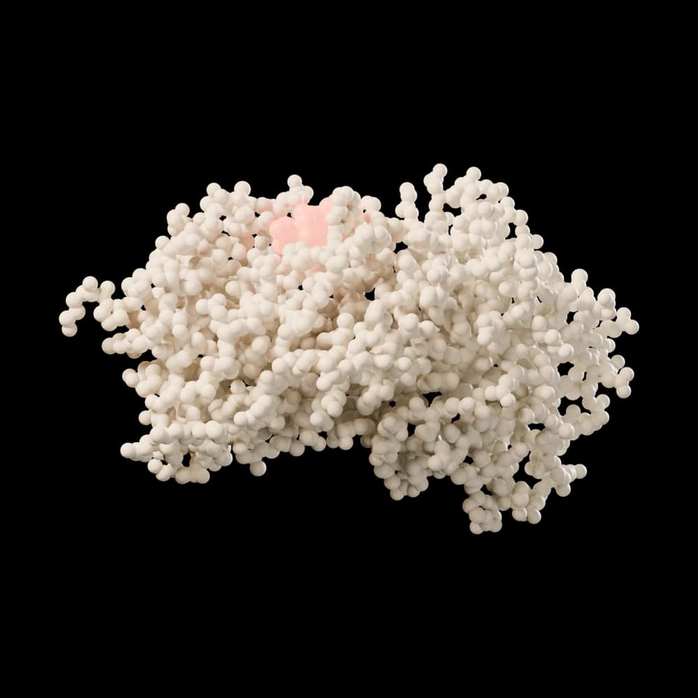Corticosteroid-binding globulin with cortisol, cut-away view.