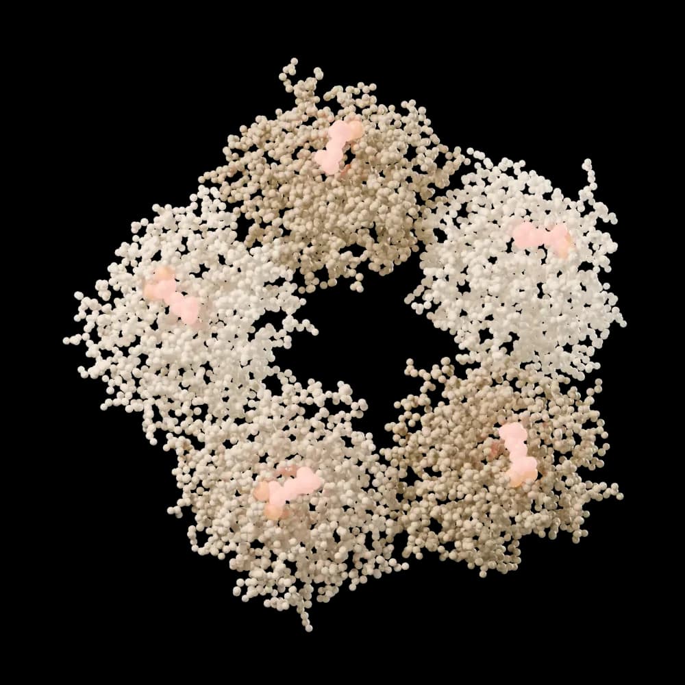 Human C-reactive protein with phosphocholine, cut-away view.