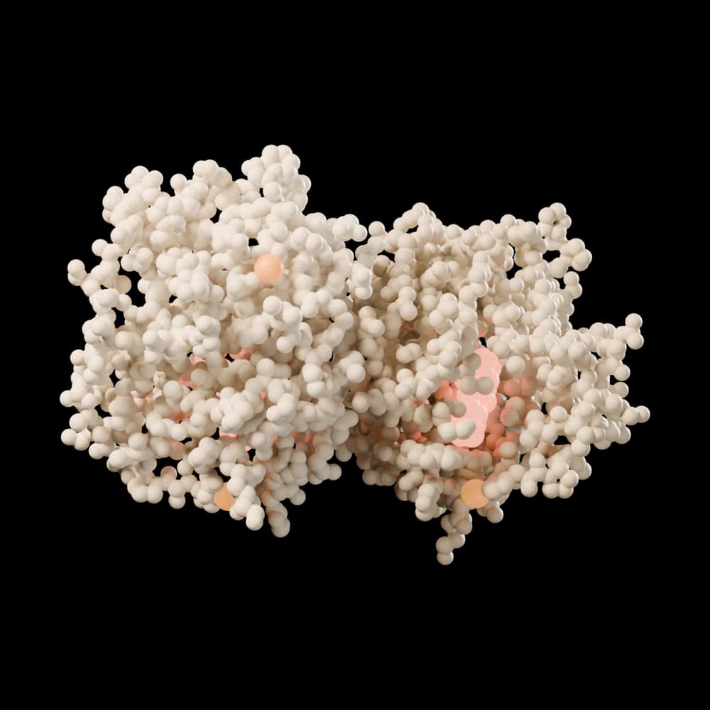 Sex hormone-binding globulin with dihydrotestosterone, cut-away view.