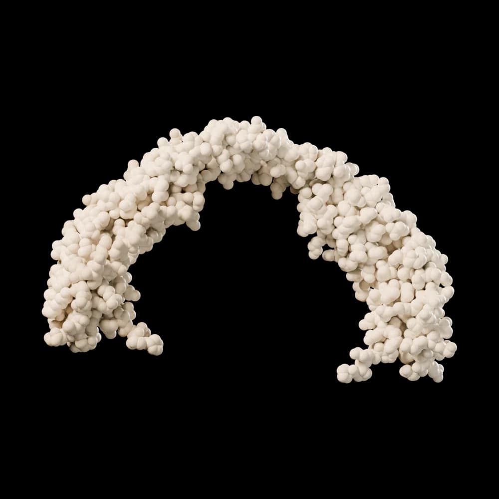 Two curved protein chains forming a horseshoe shape.