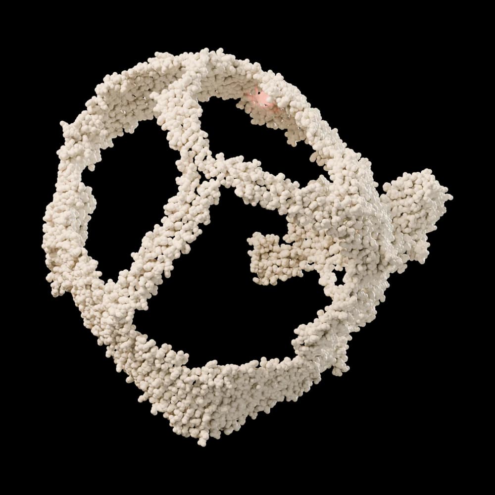 A single long protein wrapped around an empty, roughly spherical cage, with a small coral patch marking the receptor-binding site.