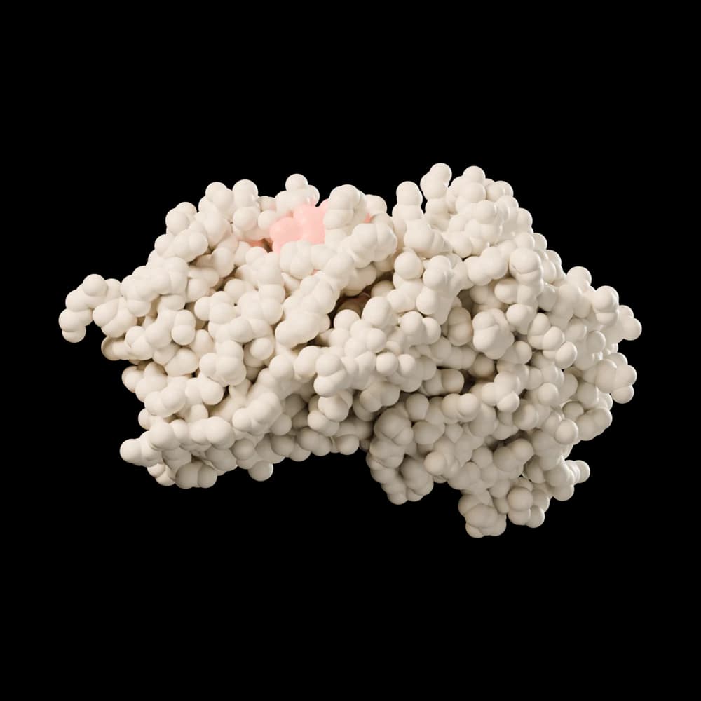 A rounded protein; the cut-away view shows a coral cortisol molecule inside.
