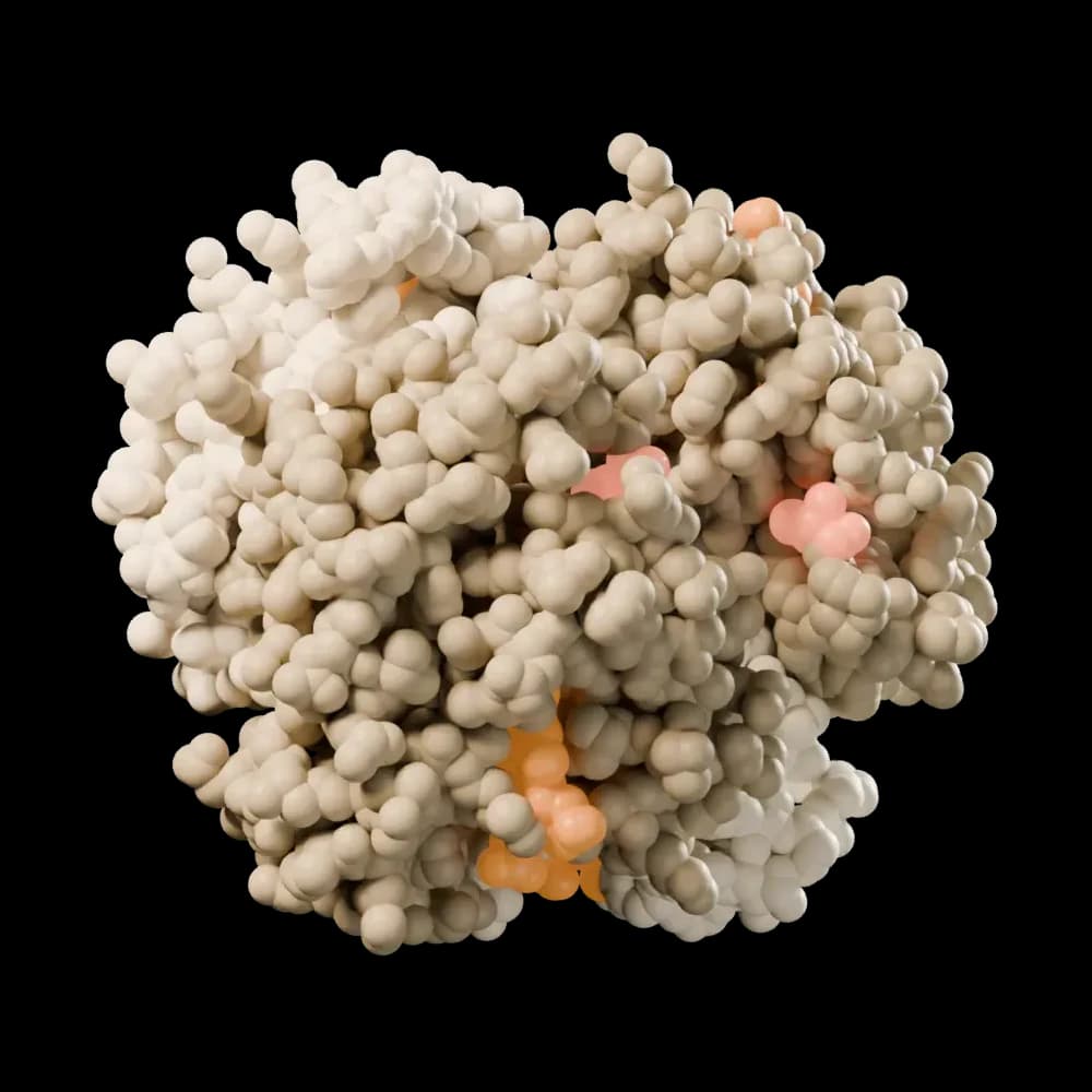 Human deoxyhemoglobin (PDB 4HHB), rendered from its atomic coordinates.