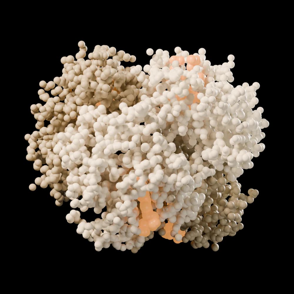 Human deoxyhemoglobin, cut-away view.