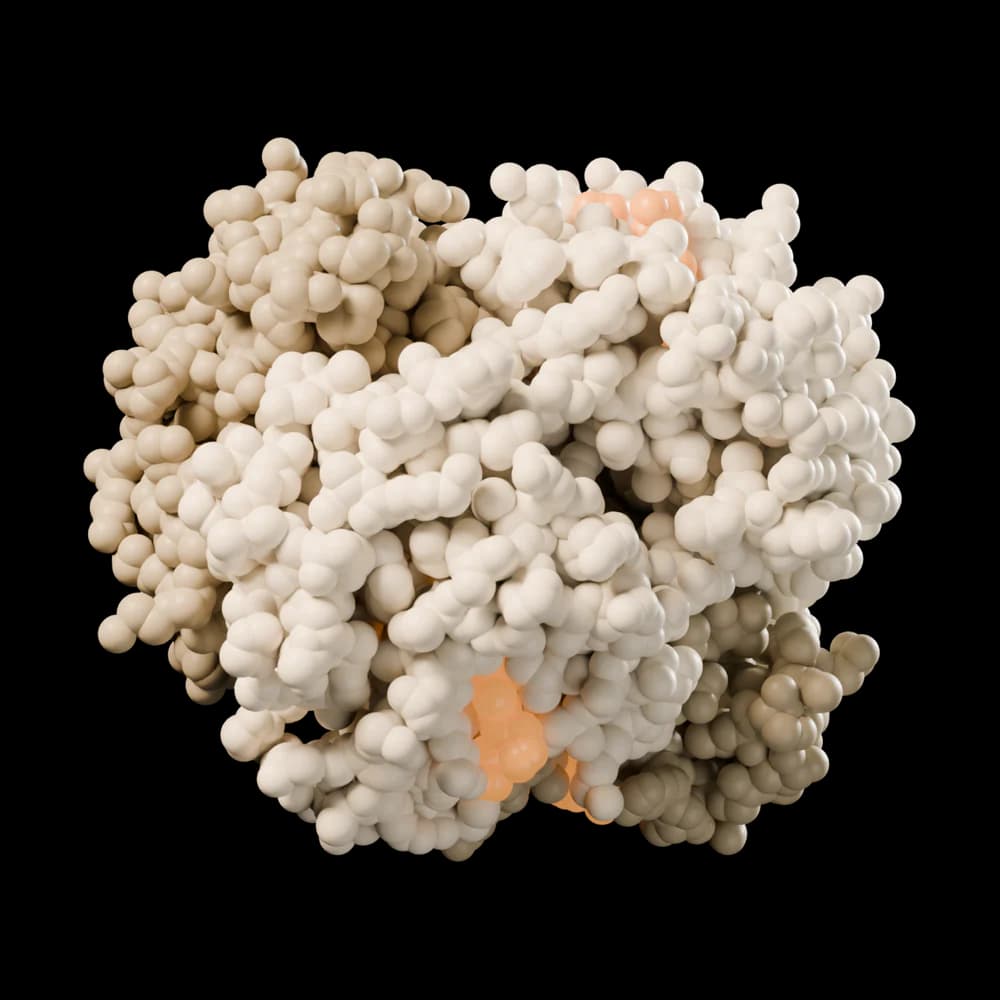 Four protein chains packed into a globe, with amber hemes showing through.