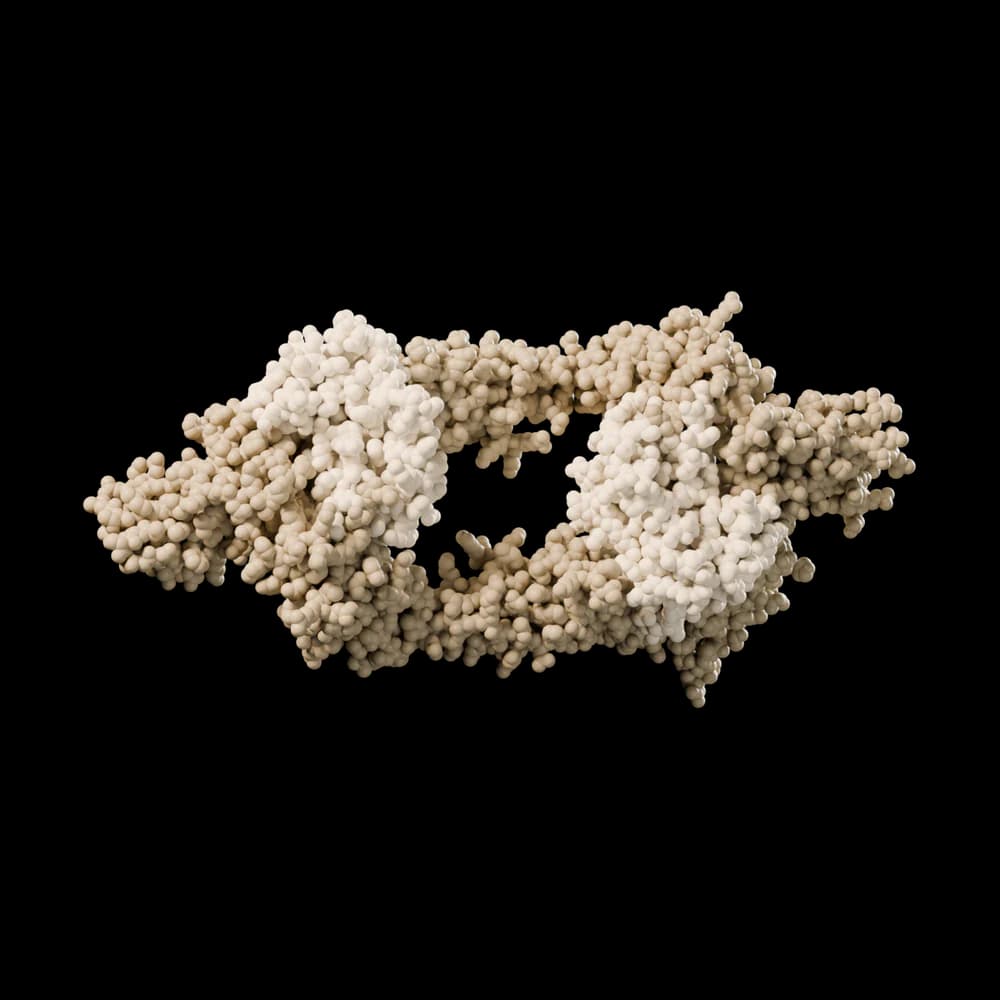 Human interleukin-6, bound to its two receptors.