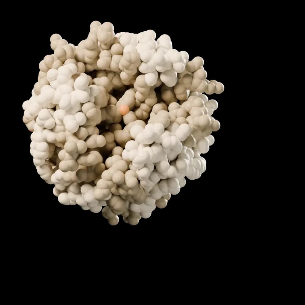 T6 human insulin hexamer (PDB 1MSO), rendered from its atomic coordinates.