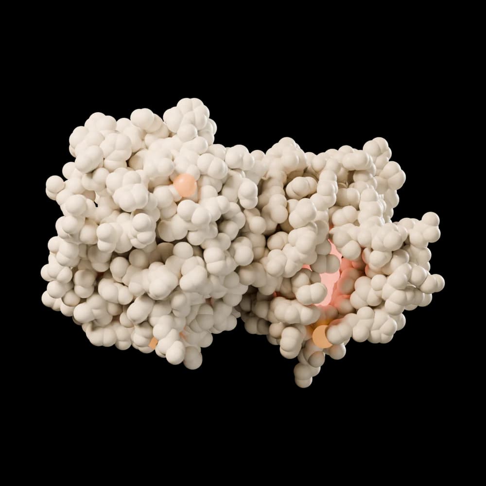 Two protein domains side by side; the cut-away view shows small coral hormone molecules inside.